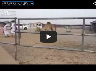 بالفيديو: شاهد جمل يلعب كرة قدم في دولة خليجية بالفيديو: شاهد جمل يلعب كرة قدم في دولة خليجية