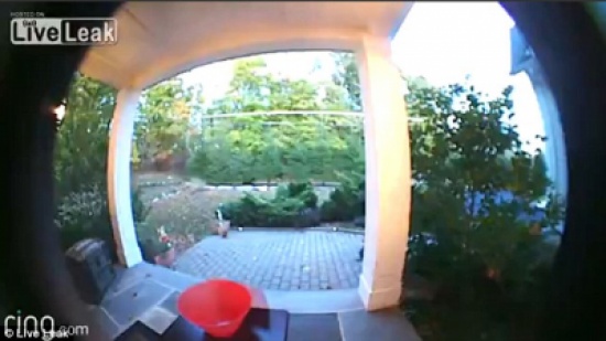 الفيديو والصور.. امرأة تسرق حلوى الهالوين من أمام منزل بنيويورك