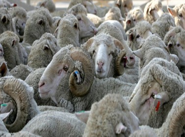 توفر 600 ألف أضحية وتوقع انخفاض أسعارها %25