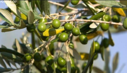 منتجون من الطفيلة يشاركون في مهرجان الزيتون التاسع عشر