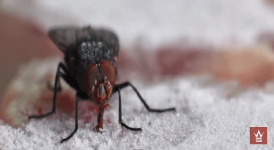 ذبابة تناضل لتخليص لسانها من قطعة لحم مجمدة