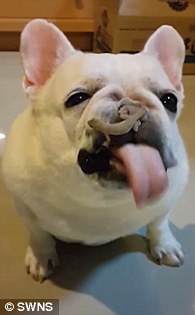 بالفيديو والصور.. كلب يكتم عطسته للإمساك بسحلية تسير على وجهه