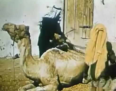بالفيديو : شاهدوا مدينة سحاب عام 1956 بالفيديو : شاهدوا مدينة سحاب عام 1956