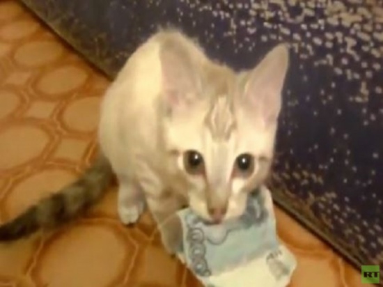 قطة عنيدة ترفض إعادة المال إلى أصحابه