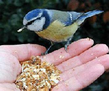 بدء فعاليات المؤتمر الاقليمي لضباط الارتباط الخاص برعاية الحيوان