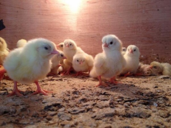 نفوق 9200 صوص دجاج في حريق مزرعة بإربد