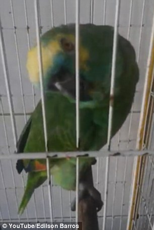 شاهد.. ببغاء يقلد ريانا وإمينيم