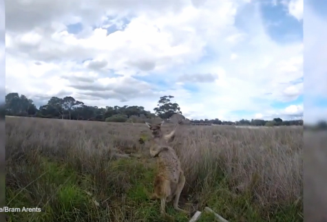 بالفيديو .. كنغر يمثل العزف على الغيتار بطريقة مدهشة