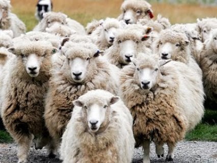 الفاروق الخيرية تحضر لحملة اضاحي العيد الفاروق الخيرية تحضر لحملة اضاحي العيد