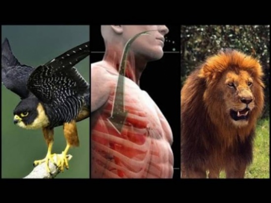 فيديو| لماذا نهى رسول الله عن اكل الحيوانات الجارحة "المفترسة"؟!