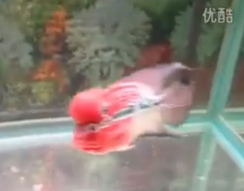 بالفيديو: سمكة جميلة وغريبة الشكل تتبع اصابع مربيها