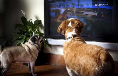 قناة للكلاب فقط