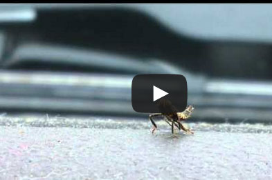 حشرة "نينجا" ترقص لإلهاء ضحيتها قبل مهاجمته