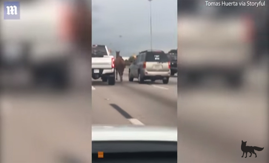 بالفيديو : فتاة تمسك بلجام حصان هارب على طريق سريع من نافذة سيارة