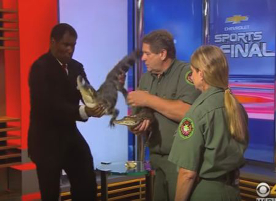 بالفيديو: تمساح يصيب مذيعا بالهلع على الهواء مباشرة