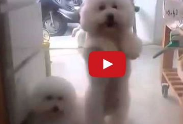 شاهد براعة كلب في الرقص