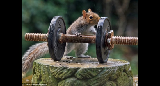 بالصور.. هل فعلا تمكن السنجاب من رفع هذه الأثقال؟