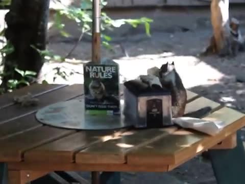 سنجاب يسرق المناديل في فمه