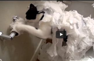 شاهد .. لقطات مروعة توضح كيف تفسد القطط حياتك