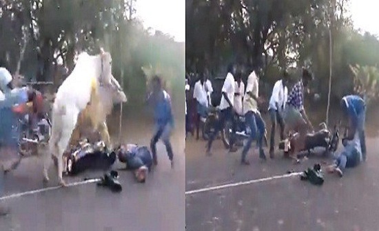 بالفيديو.. نهاية مأساوية لمصور دفع ثمن غبائه خلال سباق للثيران بالفيديو.. نهاية مأساوية لمصور دفع ثمن غبائه خلال سباق للثيران