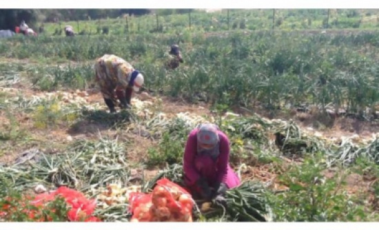 عاملات الزراعة بالأغوار: لا تأمينات وأجور زهيدة