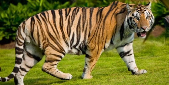 بالفيديو.. نمر يلتهم يد رجل قدّم له الطعام من خلف القفص