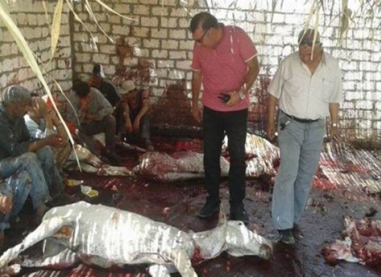 فيديو: جزار مصري يذبح الحمير في الشارع فيديو: جزار مصري يذبح الحمير في الشارع