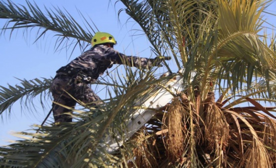 الدفاع المدني ينقذ قطة علقت أعلى شجرة نخيل الدفاع المدني ينقذ قطة علقت أعلى شجرة نخيل