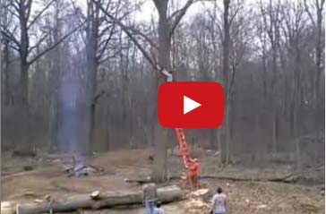 شجرة "تنتقم" من رجل قطع أحد فروعها !