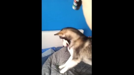 كلب يوقظ صاحبه