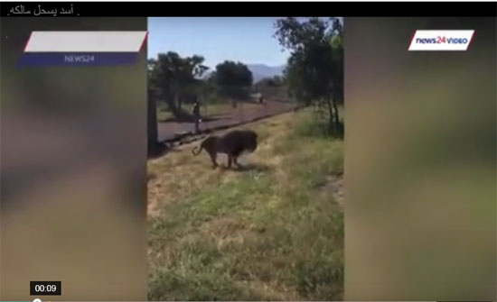 شاهد.. رعب بمنتجع سياحي من أسد يسحل مالكه ”