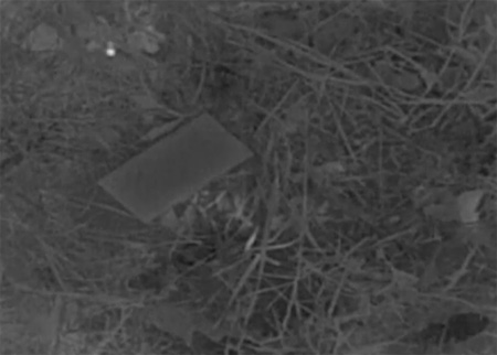 النحل للكشف عن الألغام والمتفجرات