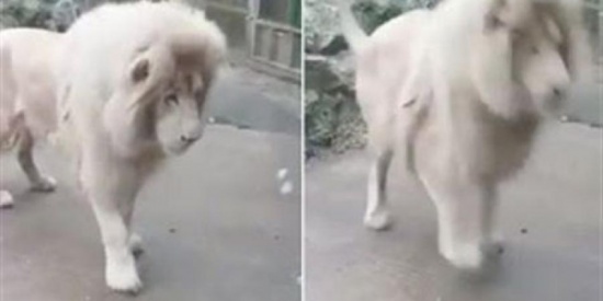 بالفيديو.. لقطات طريفة لأسد جبان يقفز خوفا من فقاعات الصابون