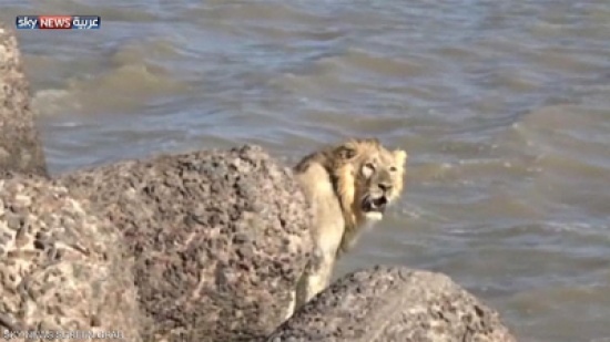 شاهد..  أسد يضل طريقه حتى شاطئ البحر