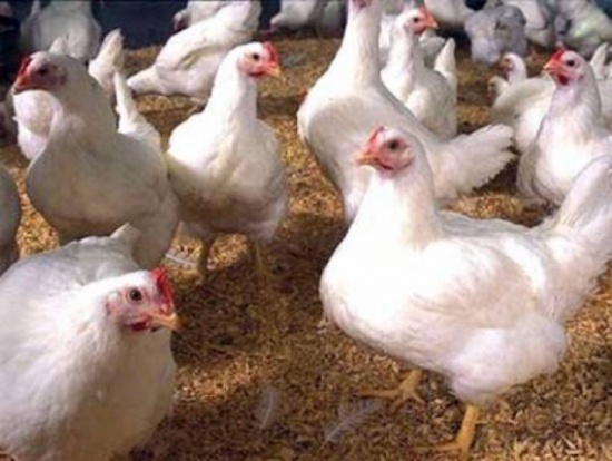 فيديو مرعب.. هكذا يعذبون الدجاج قبل ذبحه فيديو مرعب.. هكذا يعذبون الدجاج قبل ذبحه