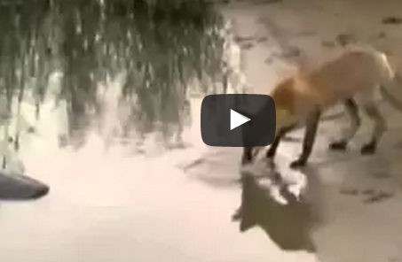 بالفيديو.. لقطات مذهلة لثعلب يصطاد سمكة كبيرة