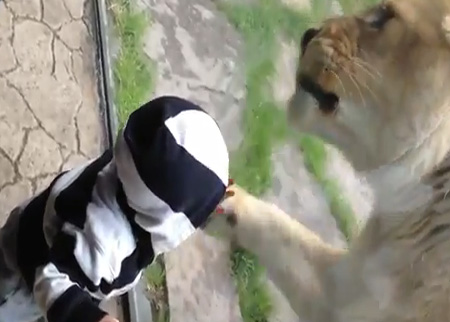 لبؤة تحاول التهام طفل في حديقة الحيوان