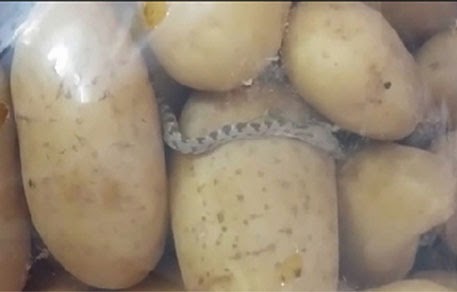 بالفيديو .. سعودي يعثر على ثعبان في كيس البطاطا