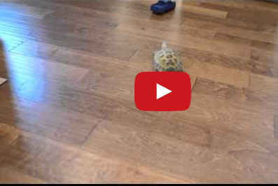 سيارة تفر من سلحفاة