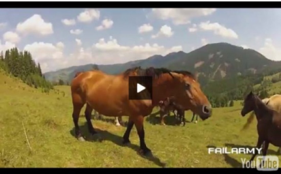 يحاول مداعبة حصان فيتعرض لعضة قوية