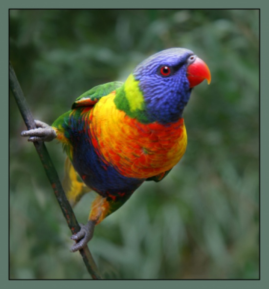 الدفاع البريطانية تدفع تعويضا لمالك ببغاء نفق بسبب ضجيج طائرة حربية