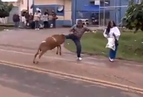 عنزة تتحرش بالمارة