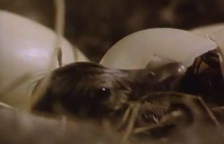 كتاكيت صغيرة