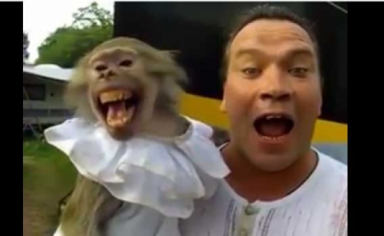 قرد يقلد صاحبه