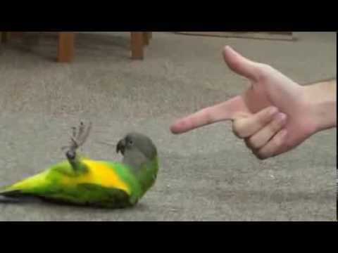 ببغاء يقلد انه ميت