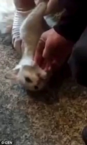 شاهد..  لقطات مؤثرة لطبيب يعيد قطة إلى الحياة