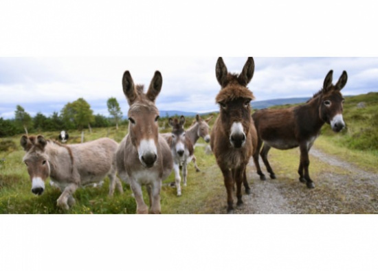 عاشق حمير بريطاني يلجاً للتكنولوجيا لفهم نهيقها وحركاتها.. "ترفع إحدى أرجلها لإبداء شعورها"