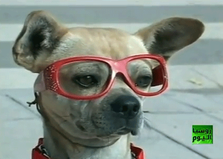 كلب يتحلى بهوايات بشرية