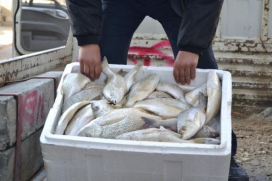 عمان : اتلاف 250كغم من السمك الفاسد .. يملكها بائع متجول ( صور ) عمان : اتلاف 250كغم من السمك الفاسد .. يملكها بائع متجول ( صور )