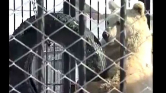 دب الكونغ- فو يظهر في سيبيريا